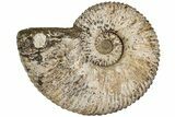 Massive, Tractor Ammonite (Douvilleiceras) Fossil - Madagascar #197179-3